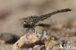 Brachythemis impartita