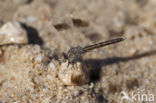 Brachythemis impartita