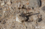 Brachythemis impartita