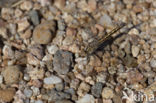 Brachythemis impartita