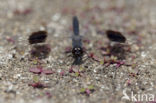 Brachythemis impartita