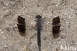 Brachythemis impartita