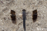 Brachythemis impartita