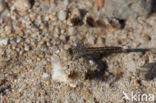 Brachythemis impartita