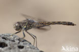 Brachythemis impartita