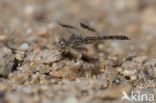 Brachythemis impartita