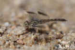 Brachythemis impartita