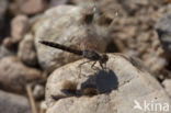 Brachythemis impartita