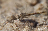 Brachythemis impartita