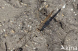 Brachythemis impartita
