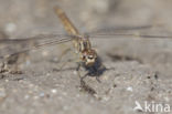 Brachythemis impartita