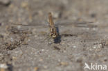 Brachythemis impartita