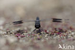 Brachythemis impartita