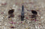 Brachythemis impartita