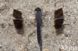 Brachythemis impartita