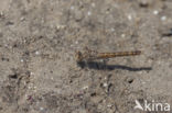 Brachythemis impartita