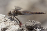 Brachythemis impartita