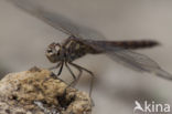 Brachythemis impartita