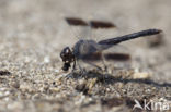 Northern Banded Groundling (Brachythemis impartita)