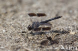Northern Banded Groundling (Brachythemis impartita)