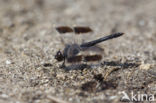 Brachythemis impartita