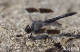 Northern Banded Groundling (Brachythemis impartita)