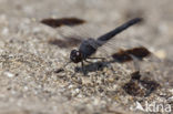 Northern Banded Groundling (Brachythemis impartita)