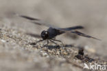Northern Banded Groundling (Brachythemis impartita)