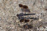 Northern Banded Groundling (Brachythemis impartita)