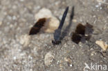 Northern Banded Groundling (Brachythemis impartita)