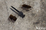 Northern Banded Groundling (Brachythemis impartita)