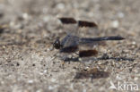 Northern Banded Groundling (Brachythemis impartita)