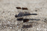 Northern Banded Groundling (Brachythemis impartita)