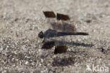 Northern Banded Groundling (Brachythemis impartita)