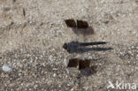 Northern Banded Groundling (Brachythemis impartita)