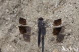 Northern Banded Groundling (Brachythemis impartita)