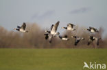 Brandgans (Branta leucopsis)