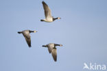 Brandgans (Branta leucopsis)