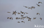 Brandgans (Branta leucopsis)