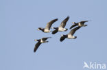 Brandgans (Branta leucopsis)