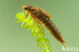 Brown Hawker (Aeshna grandis)