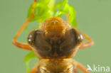 Brown Hawker (Aeshna grandis)
