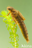 Brown Hawker (Aeshna grandis)