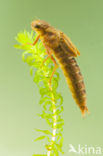 Brown Hawker (Aeshna grandis)
