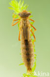 Brown Hawker (Aeshna grandis)
