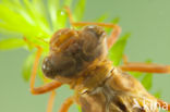 Brown Hawker (Aeshna grandis)