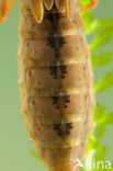 Brown Hawker (Aeshna grandis)