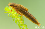 Brown Hawker (Aeshna grandis)
