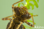 Brown Hawker (Aeshna grandis)