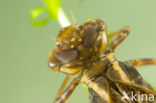 Brown Hawker (Aeshna grandis)